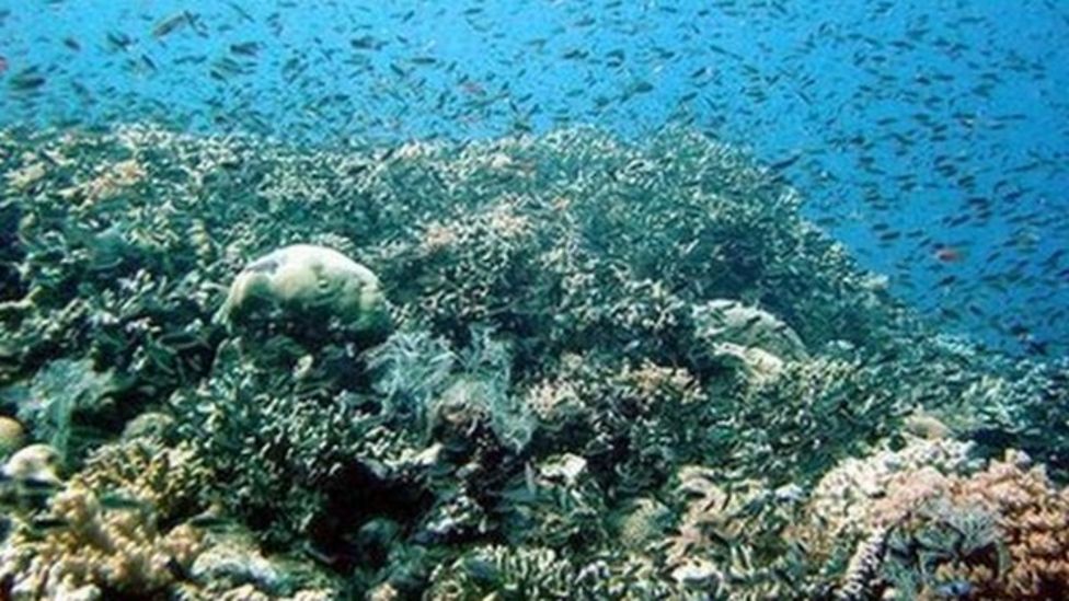 Sea snails could save Great Barrier Reef from starfish BBC News