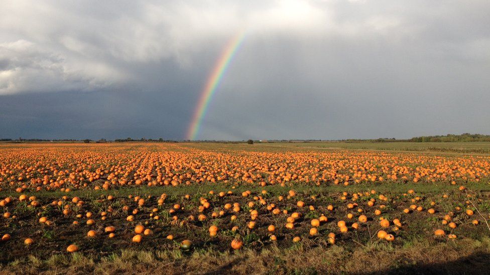 A rainbow arches down out of a grey cloudy sky on to a field full of orange pumpkins.