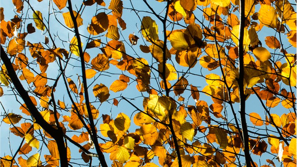 Yellow leaves on branches shining in the sunlight. Behind is a blue sky.
