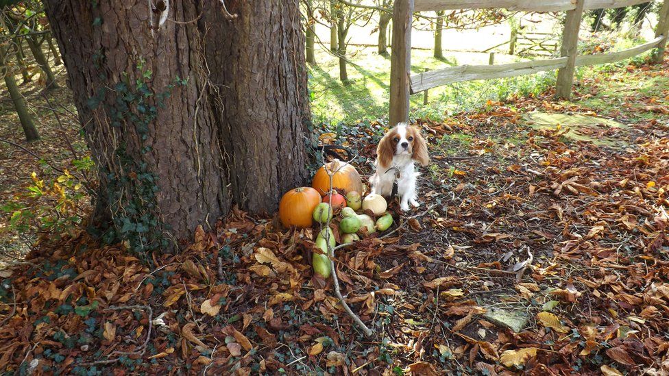 A cavalier king charles spaniel sits at the base of a tree trunk, next to pumpkins and apples. Autumn leaves on the ground next to the dog.