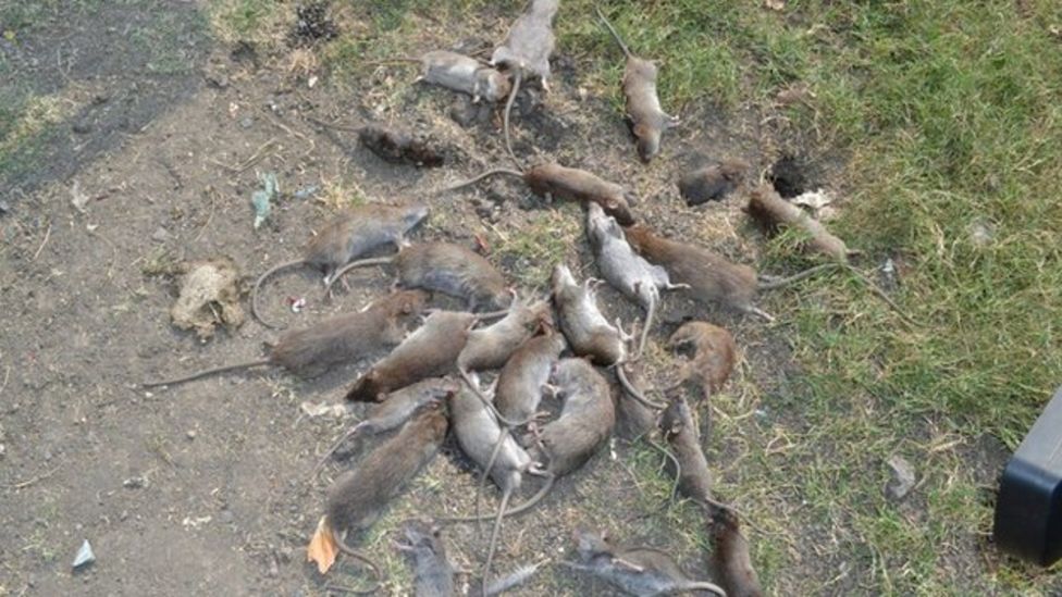 India hospital riddled with rats hires pest control - BBC News