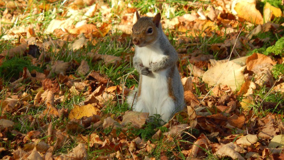 A squirrel stood amongst green grass and scattered brown autumn leaves. The squirrel is standing up, with ears up and arms clasped in front of its body.