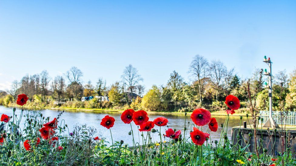 Bright red poppies in the foreground, with the River Ouse in the background. Green trees and grass line the bank in the far background.