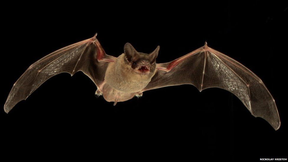 A flying Mexican free-tailed bat