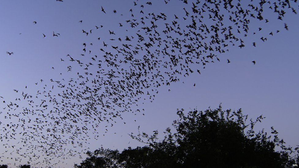 Cloud of Mexican Free-tailed Bats