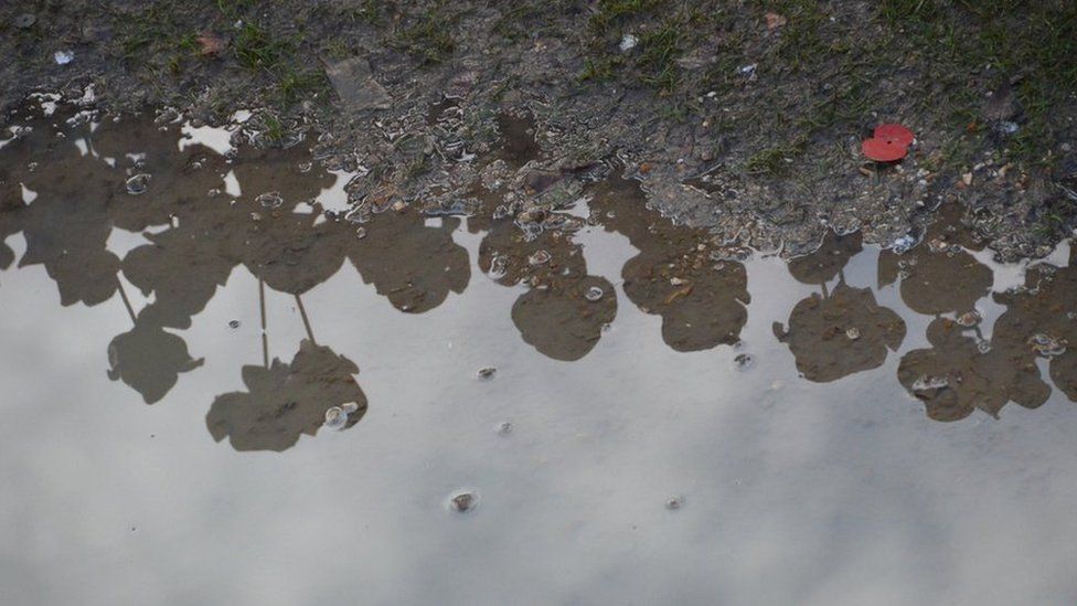 Tower Hill poppies reflected in a puddle.