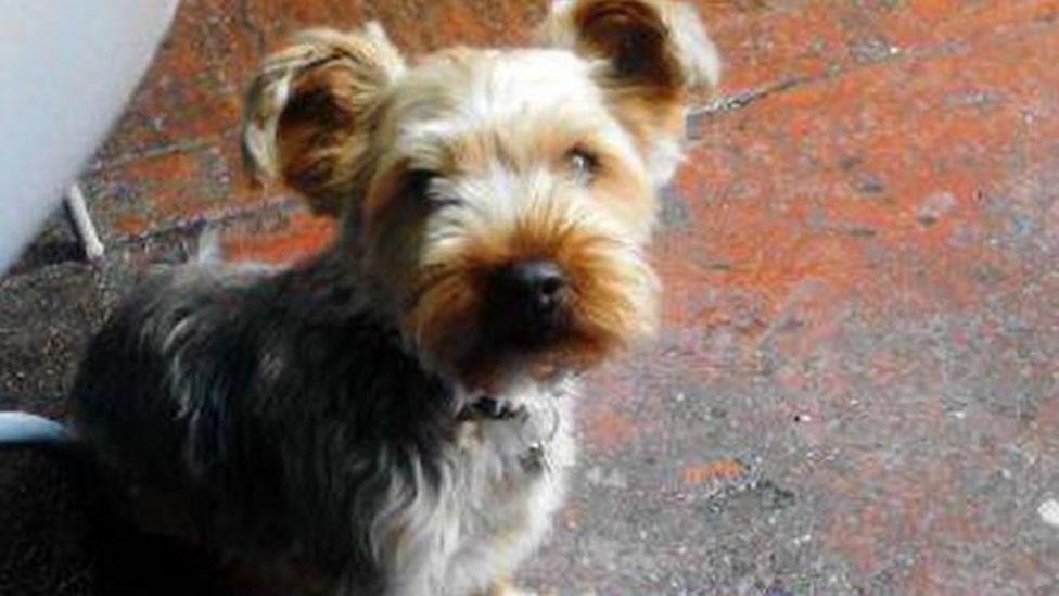 Dog choked to death after 'brutal attack' at Lemington party BBC News