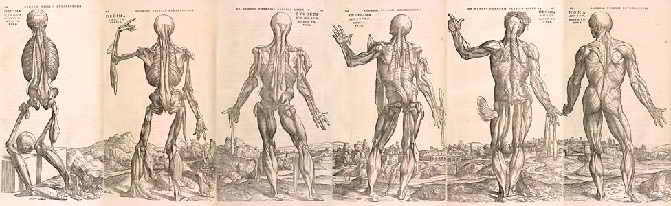 Wood cut prints from the Fabrica - 16th Century medical book by Andreas Vesalius
