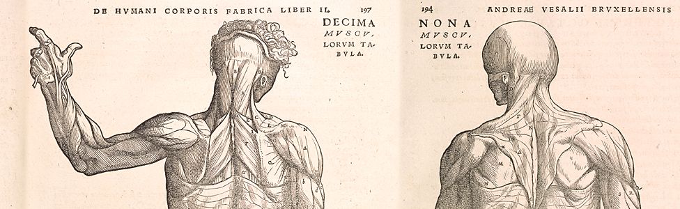 Wood cut prints from the Fabrica - 16th Century medical book by Andreas Vesalius