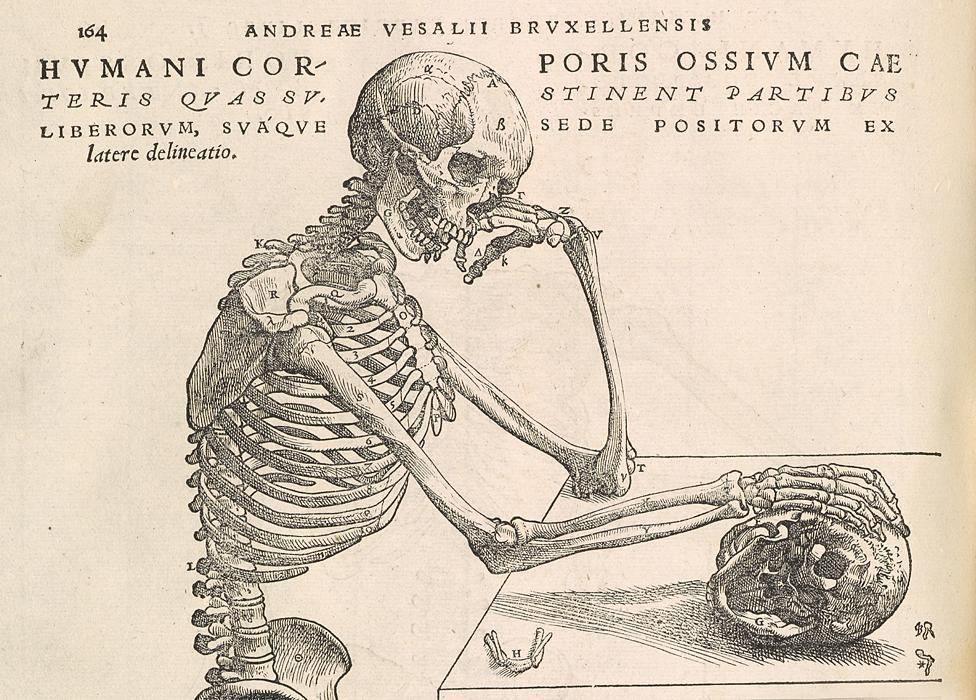 Wood cut print from the Fabrica - 16th Century medical book by Andreas Vesalius