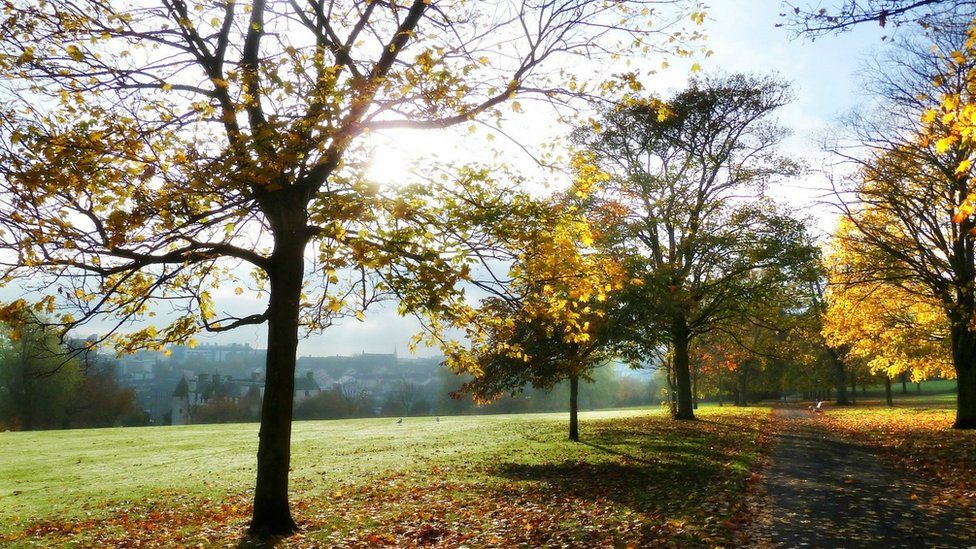 Trees in a park