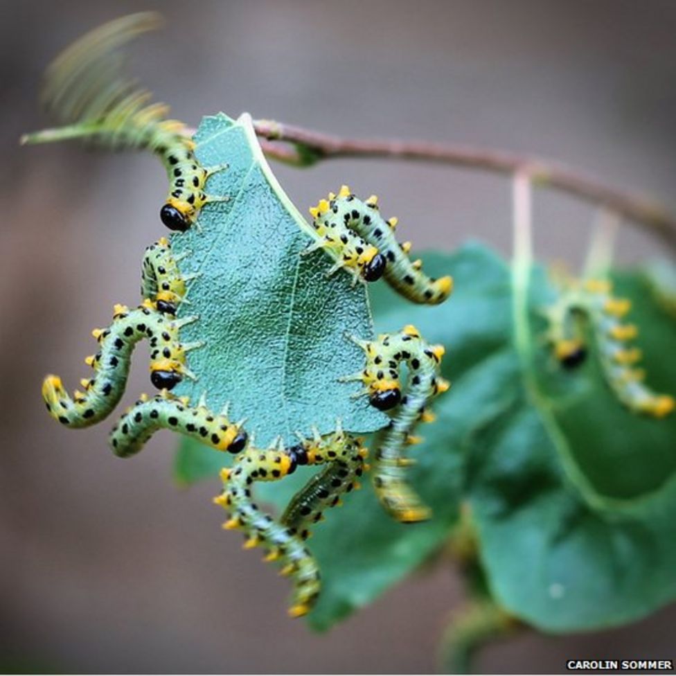 Your Pictures: Insects - BBC News