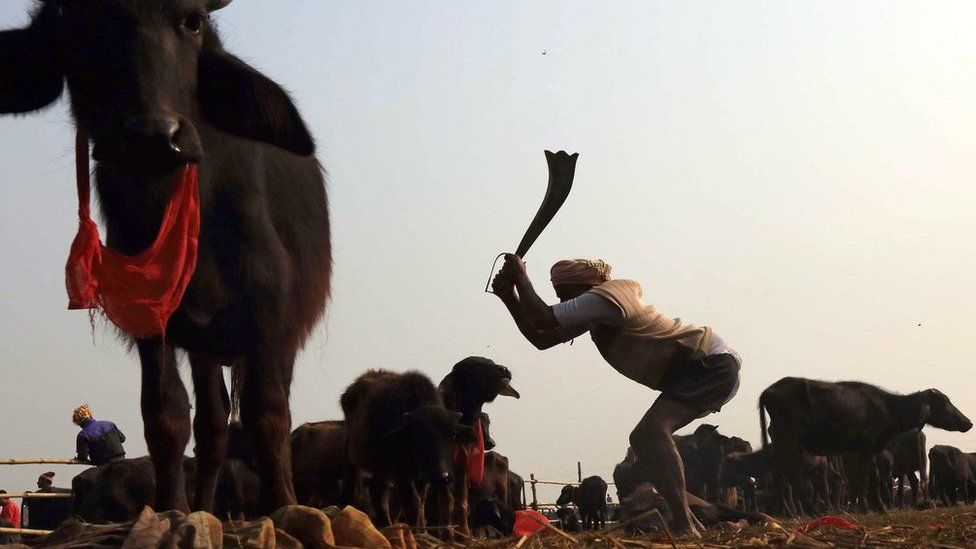 A Hindu worshipper slaughters buffalo at the Gadhimai festival in Nepal