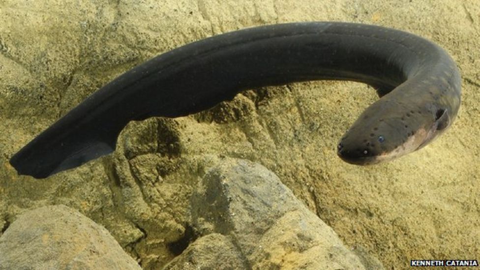 Electric Eels 'remotely Control Their Prey' - Bbc News