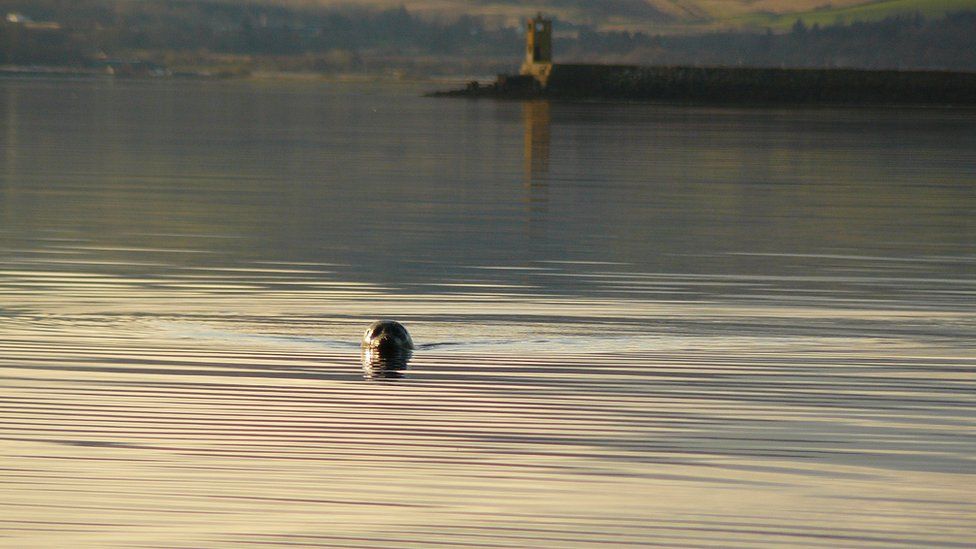 Seal