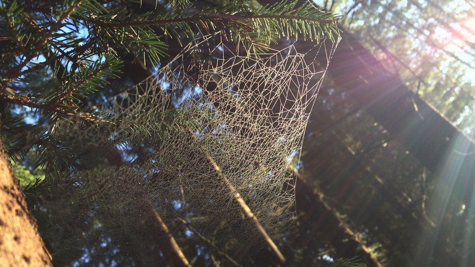 Spider's web Glen Loy