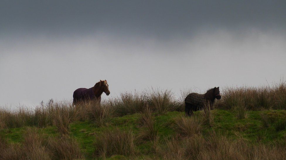 Horses, Portavedie