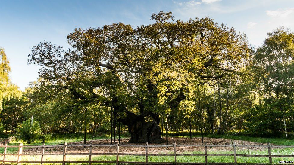 Major Oak in Sherwood Forest, Nottinghamshire