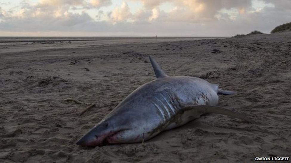 Mako shark found dead after washing up on Barmouth Beach BBC News