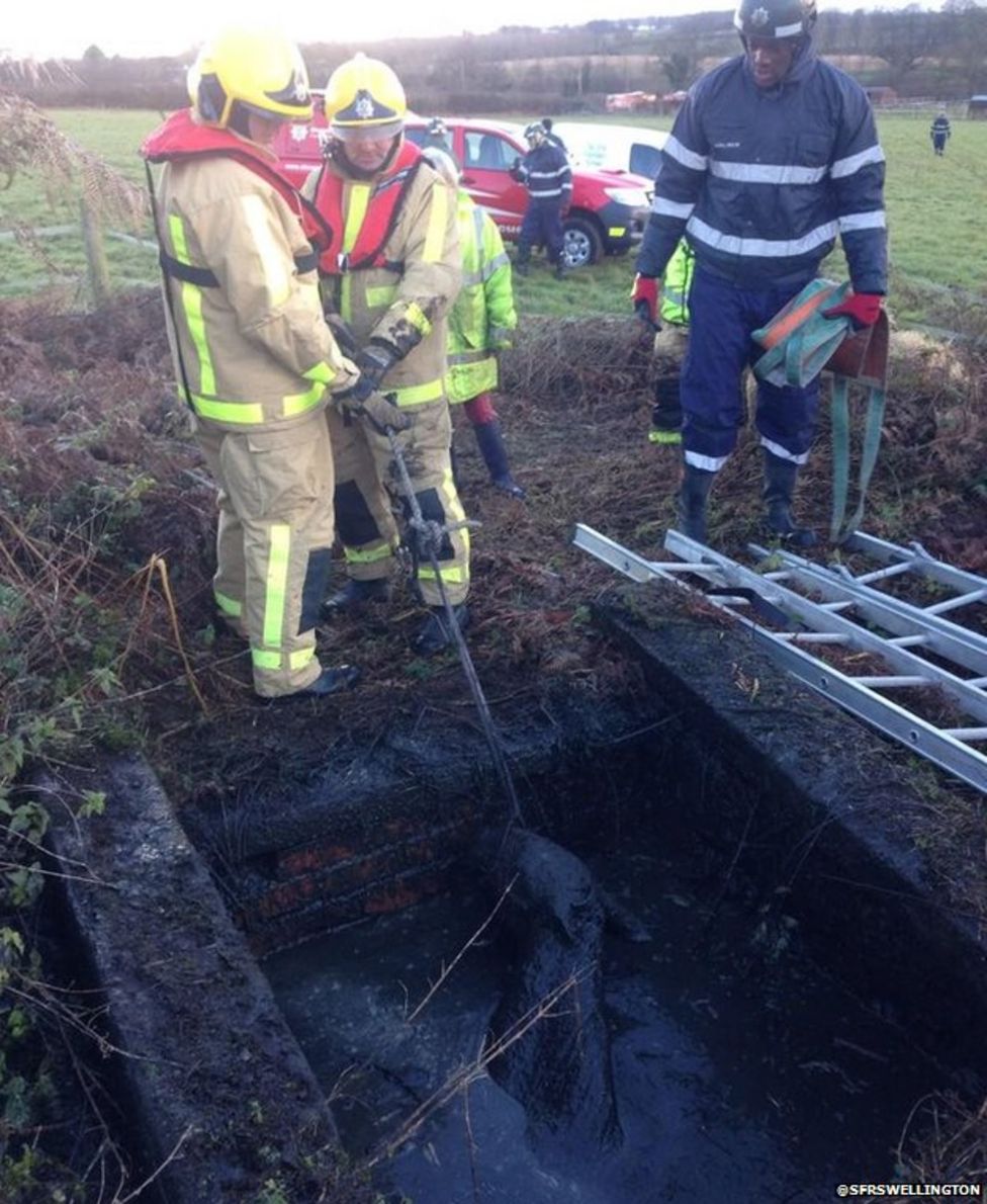 shropshire-pony-chester-rescued-from-slurry-pit-bbc-news