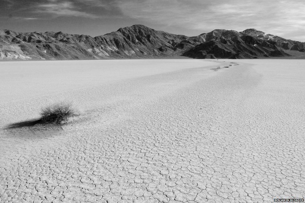 vegetation in Death Valley