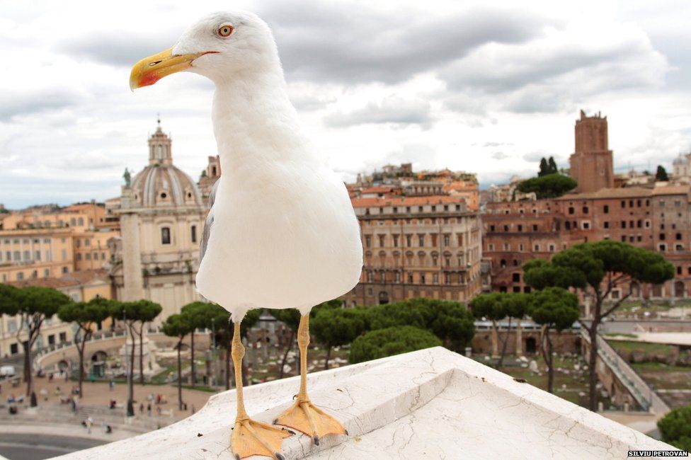 gull in Rome