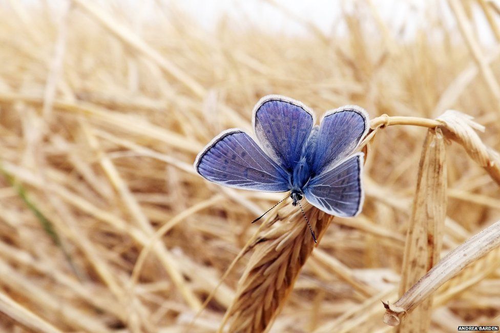 butterfly on barley