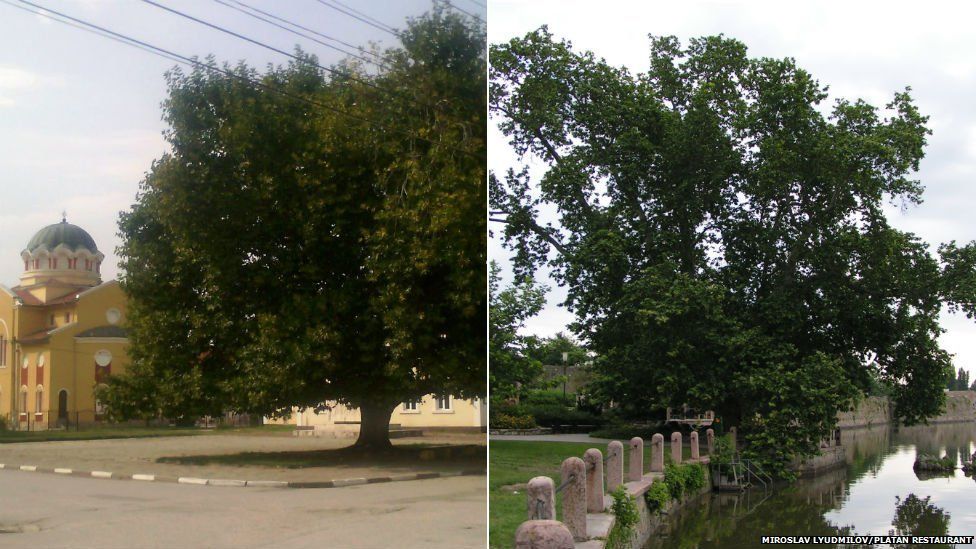 Plane tree in Archar village, Bulgaria (left) and the sycamore tree of Tata, in Hungary (right)