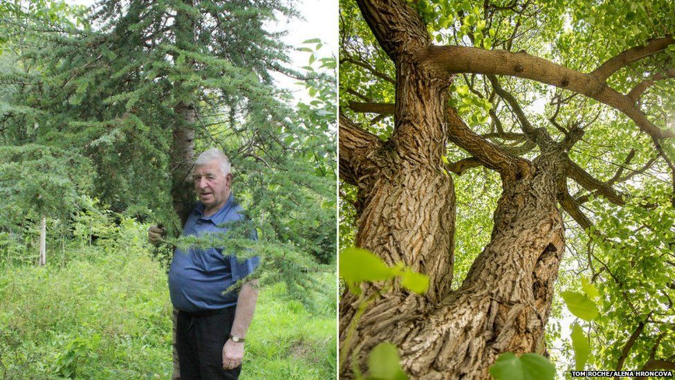 Cedar of Lebanon in Ballinderry, Republic of Ireland (left) and white mulberry tree in Senica, Slovakia (right)