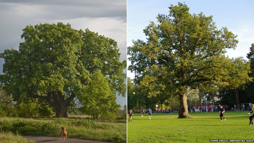 Oak tree in Debina, Poland (left) and Oak tree in a football pitch in Orissaare, Estonia (right