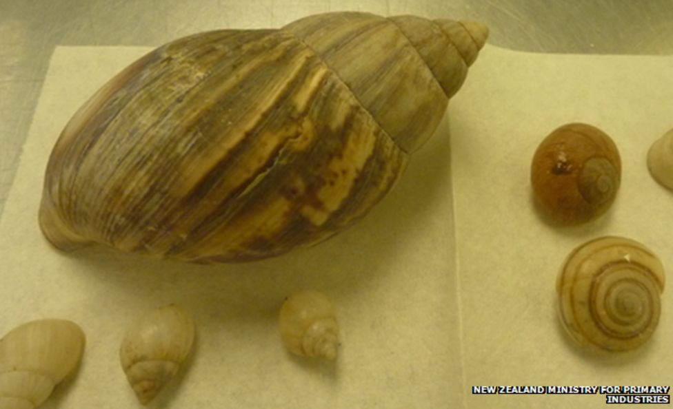 New Zealand Giant painteating snail stopped at border BBC News
