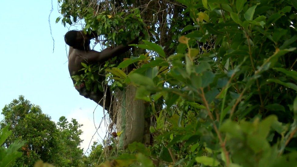 Worker harvesting cloves up a tree