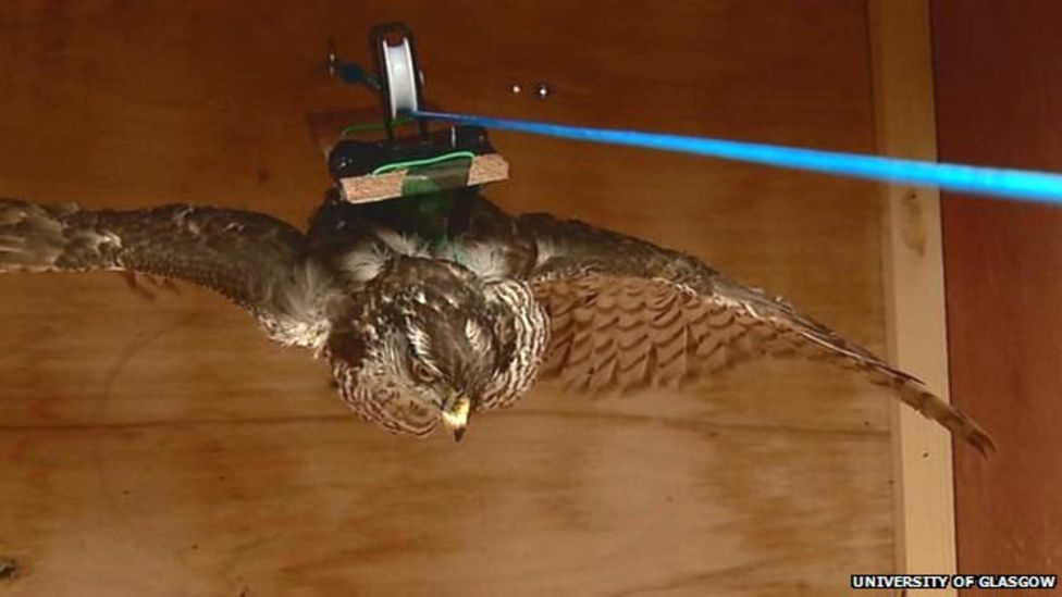 Glasgow University uses thermal imaging to detect stress in birds BBC