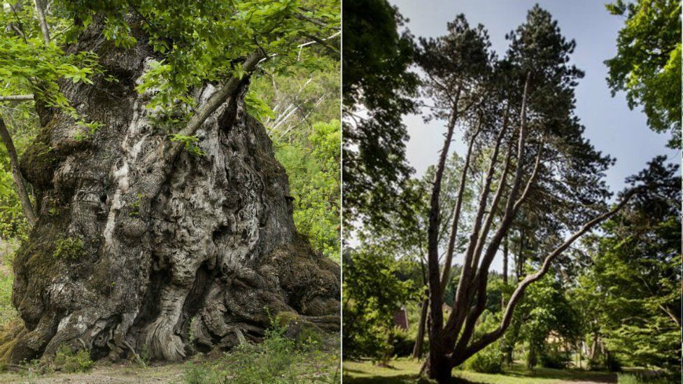 Sweet chestnut in Pianello, Corsica (left) and black one in Opatovice, Czech Republic (right)