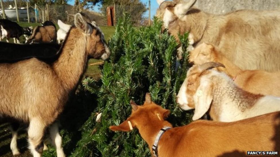Christmas trees recycled by Portland goats BBC News