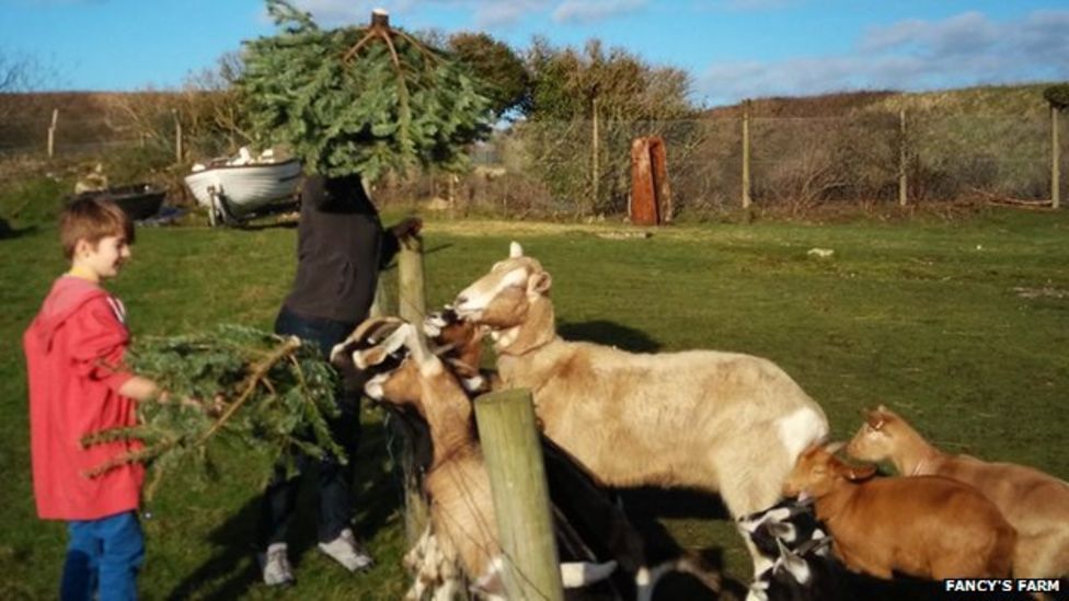Christmas trees recycled by Portland goats BBC News