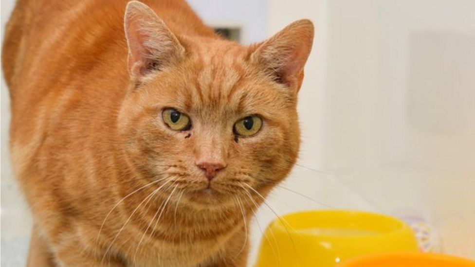 Missing cat found in Nottinghamshire pet food warehouse BBC News