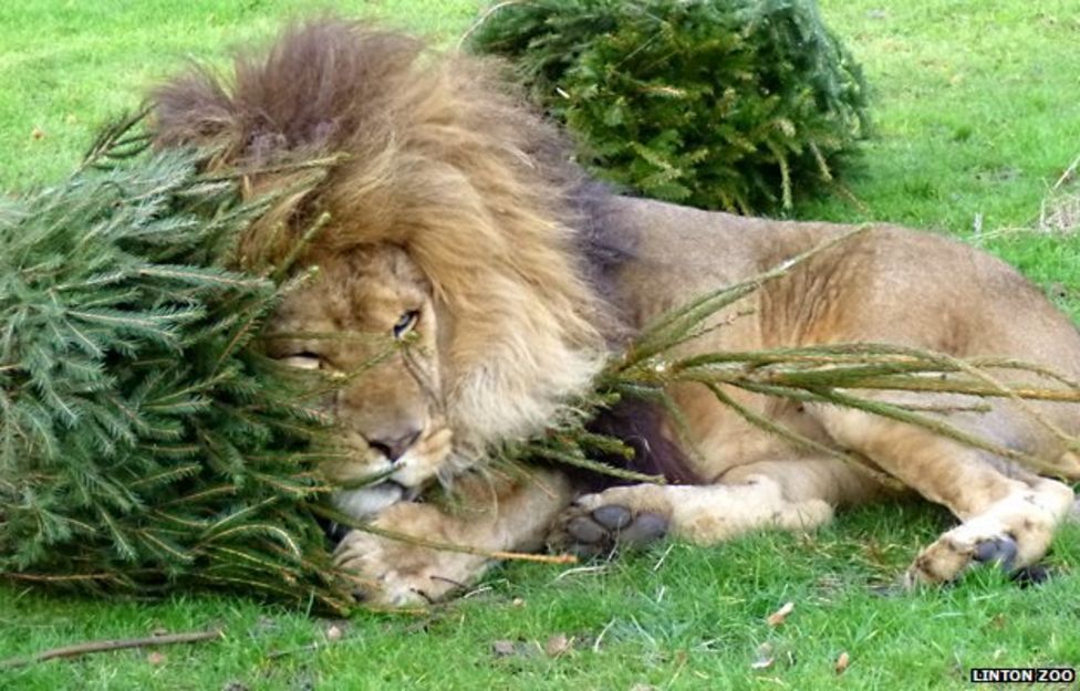 Linton Zoo lions play with old Christmas trees BBC News
