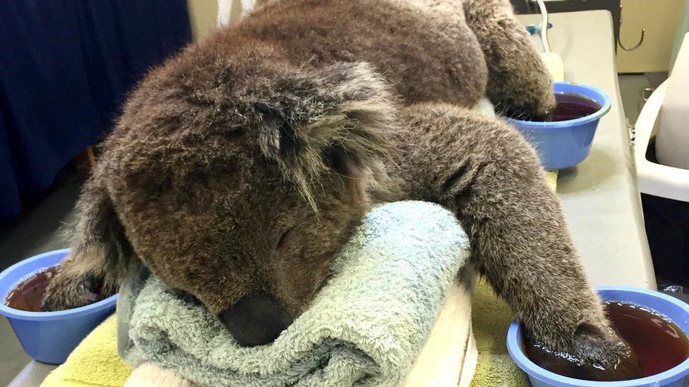 Injured koala receives treatment