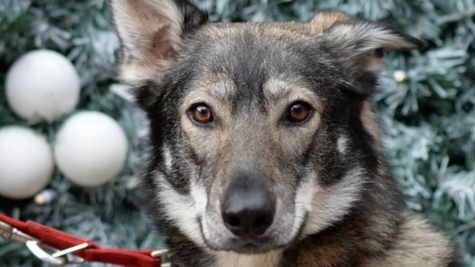 Scotland to ban electric shock dog collars BBC News