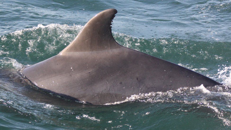 Bottlenose Dolphins in the Irish Sea