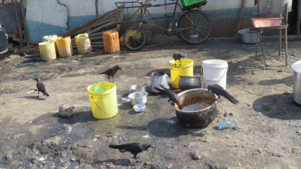 Tackling the Indian house crows invading Mombasa BBC News
