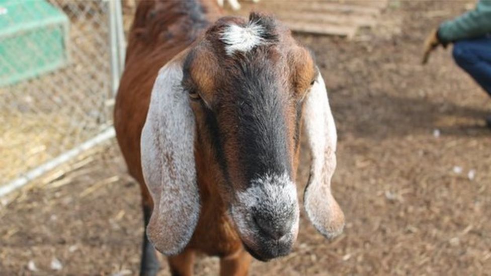 The goats fighting America's plant invasion BBC News