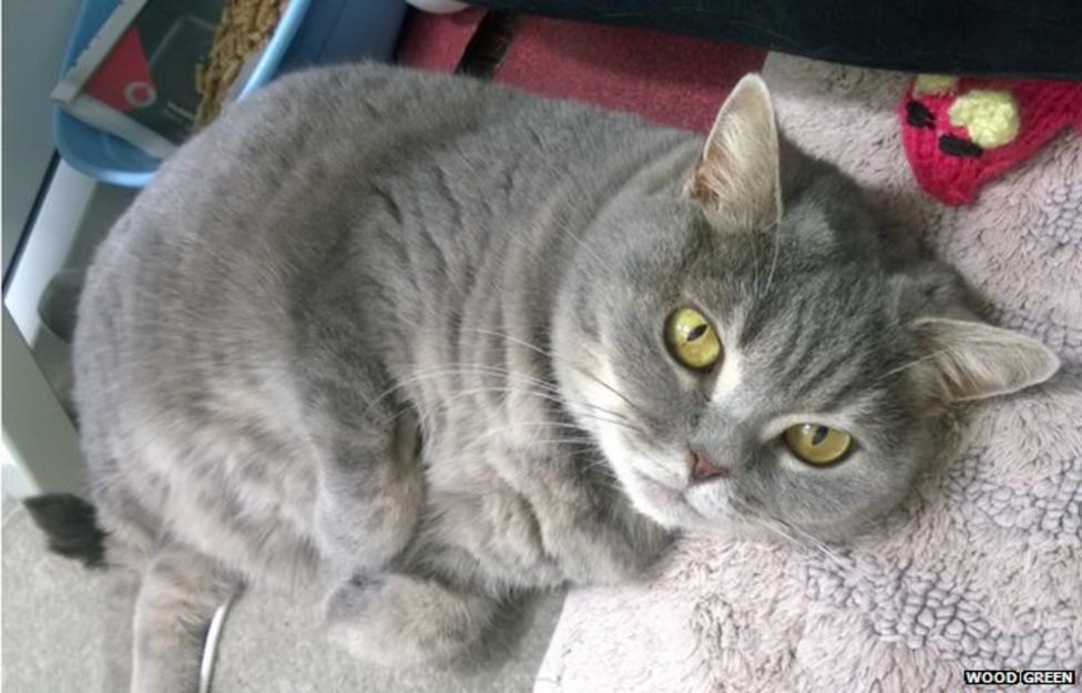Cat's 'deadly tumour' turns out to be blade of grass in nose BBC News