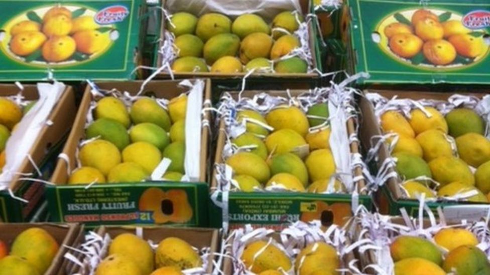 Ban on Indian mango imports to EU to be lifted BBC News