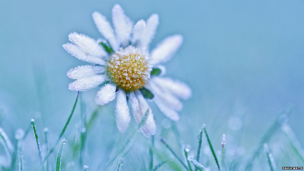 Daisy in frost