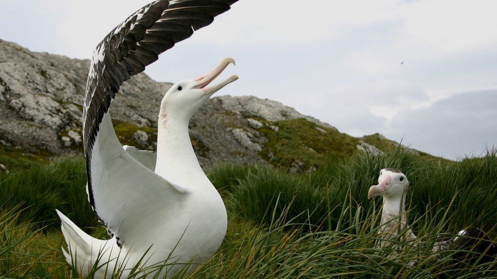 Wandering albatross (c) Tony Martin/SGHT