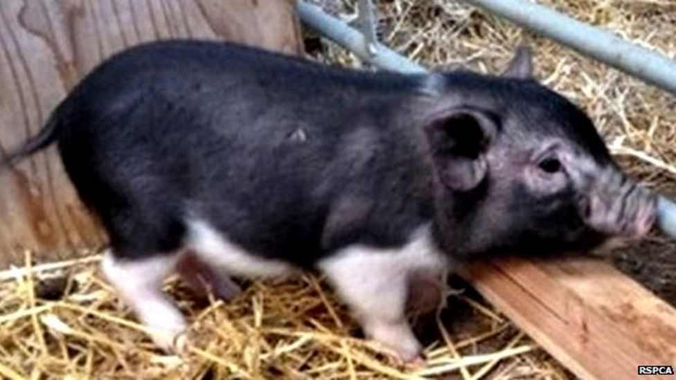 Abandoned lonely micropig gets offers of homes BBC News
