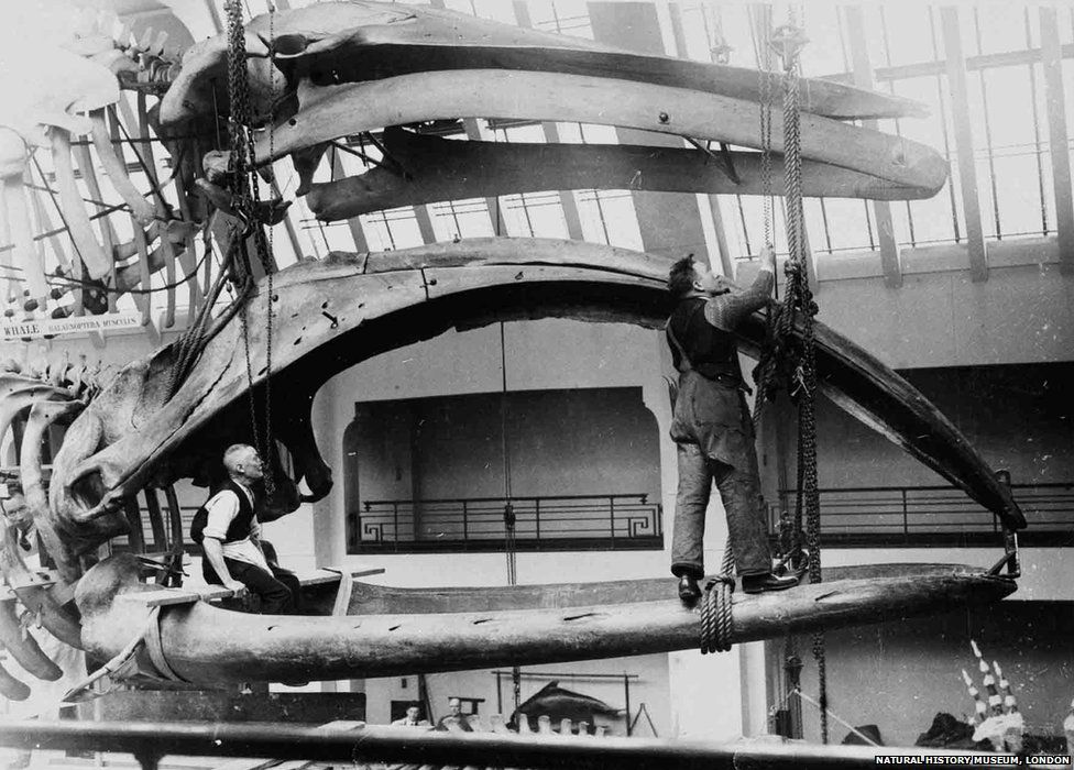 In late 1934 this bowhead whale skeleton was hoisted into position in the new Whale Hall, where it still hangs today