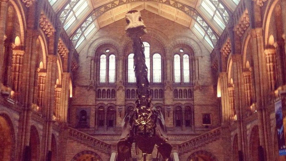 Dippy on display in the Hintze Hall. Photo by Nathalie Diaz